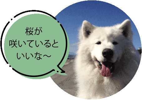 お散歩