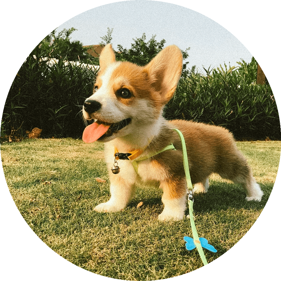 PUPPY