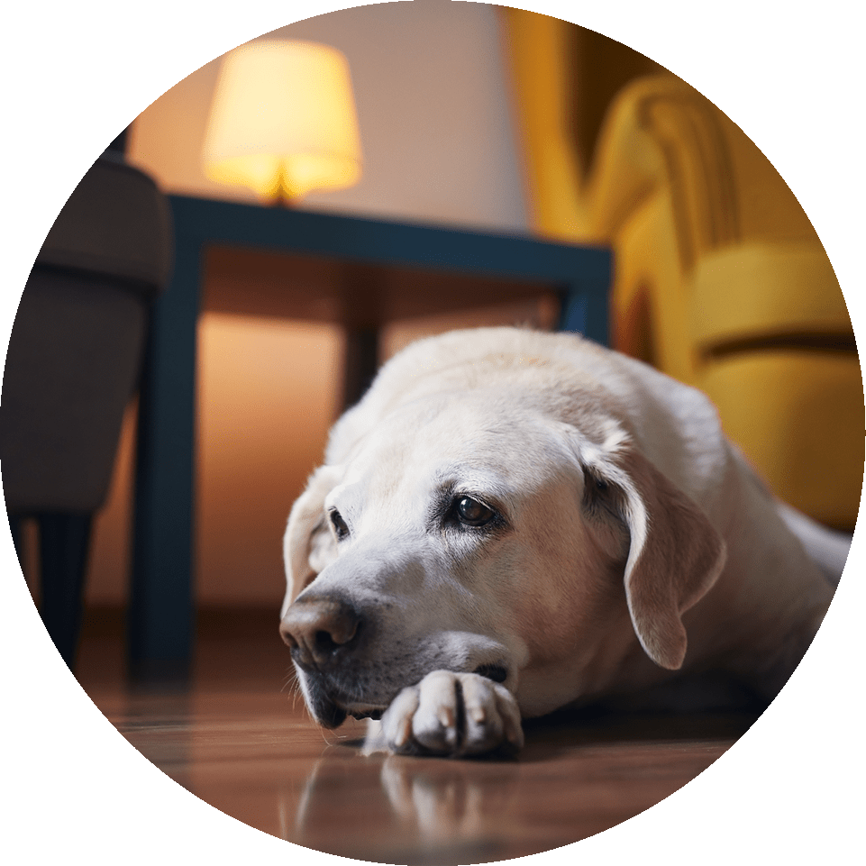 SENIOR DOG